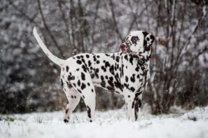 Dalmatiner Hundeschule Treueschnute
